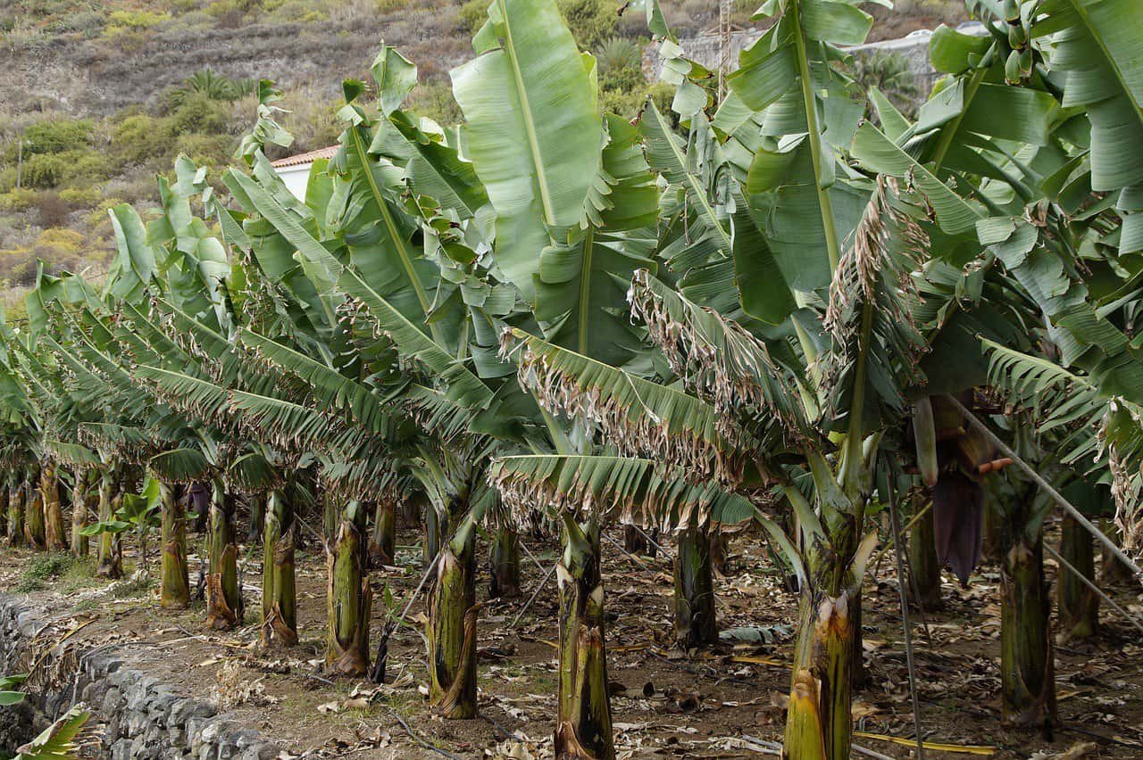 How Are Bananas Grown and Harvested