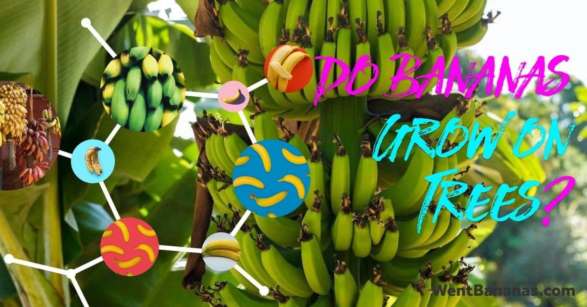 Do Bananas Grow on Trees? All the Details