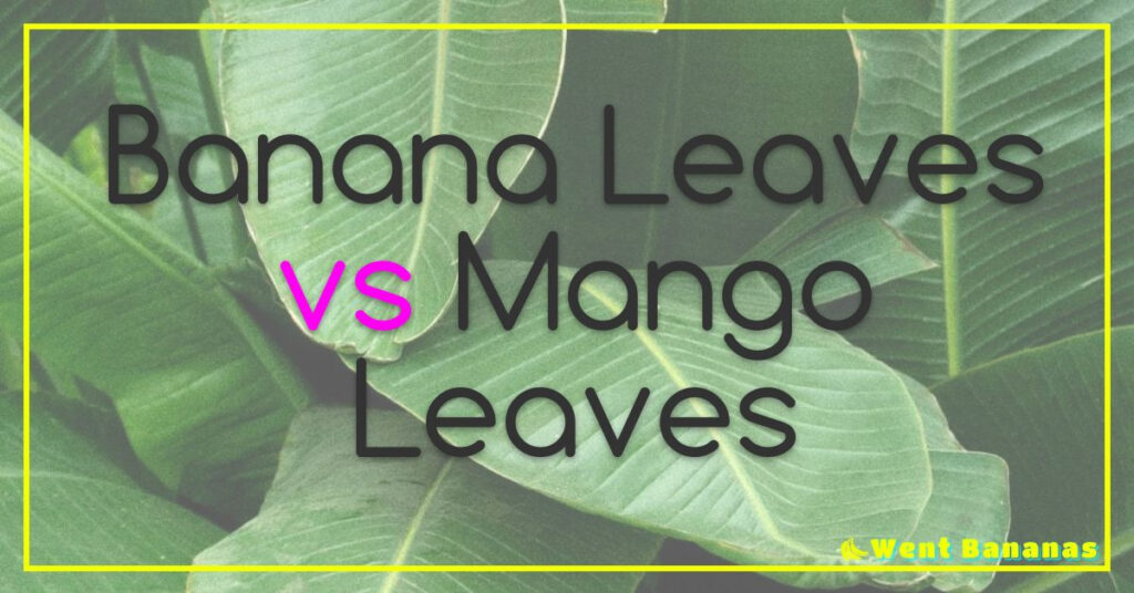 Banana Leaves vs Mango Leaves