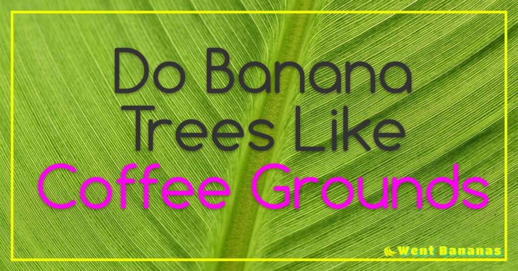 Do Banana Trees Like Coffee Grounds