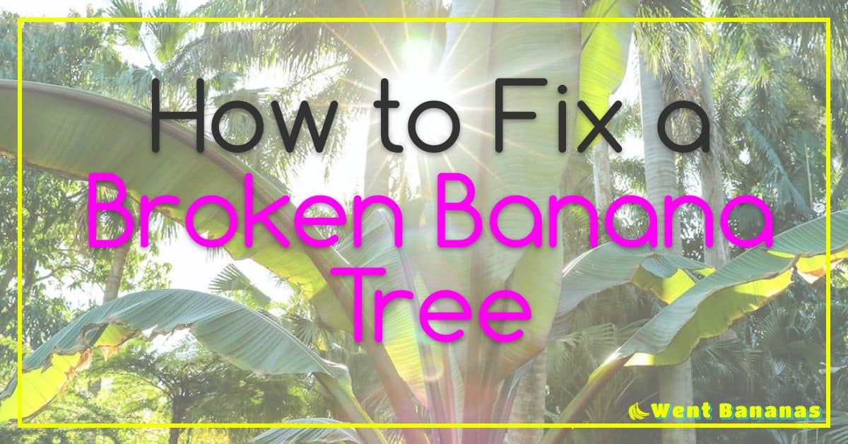 How to Fix a Broken Banana Tree