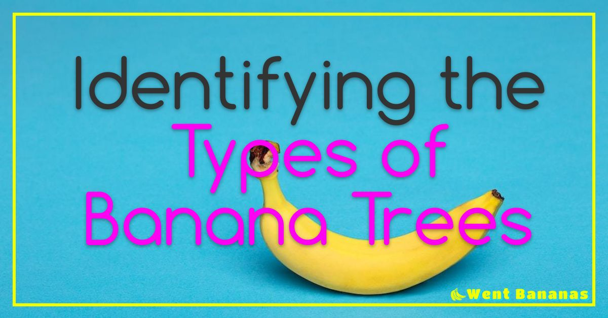 Identifying the Type of Banana Tree You Have