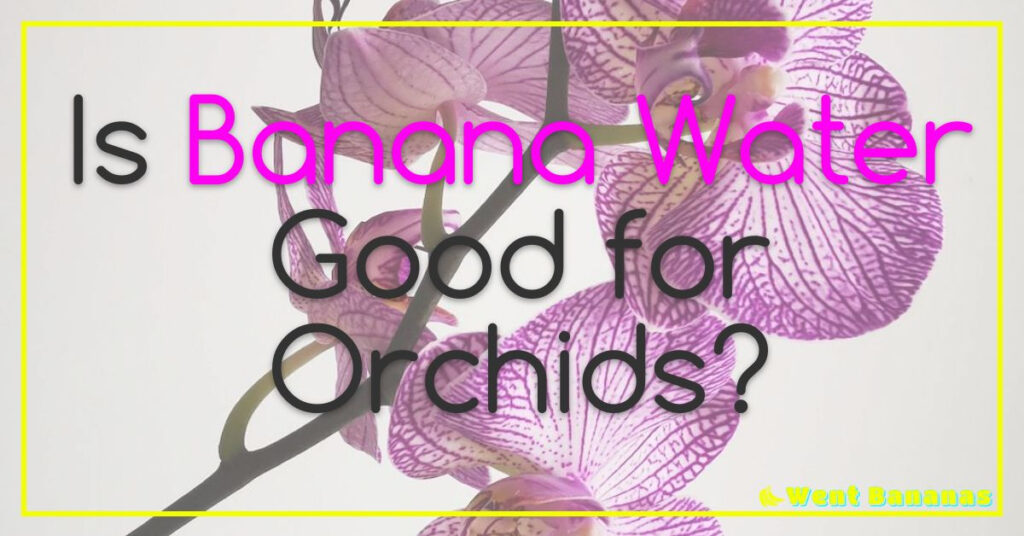 Is Banana Water Good for Orchids?
