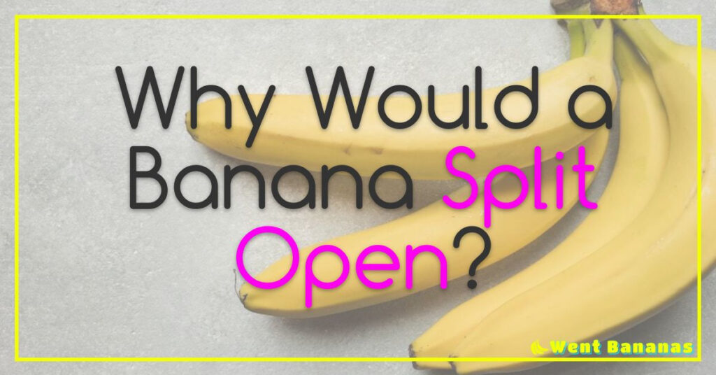 Why Would a Banana Split Open?