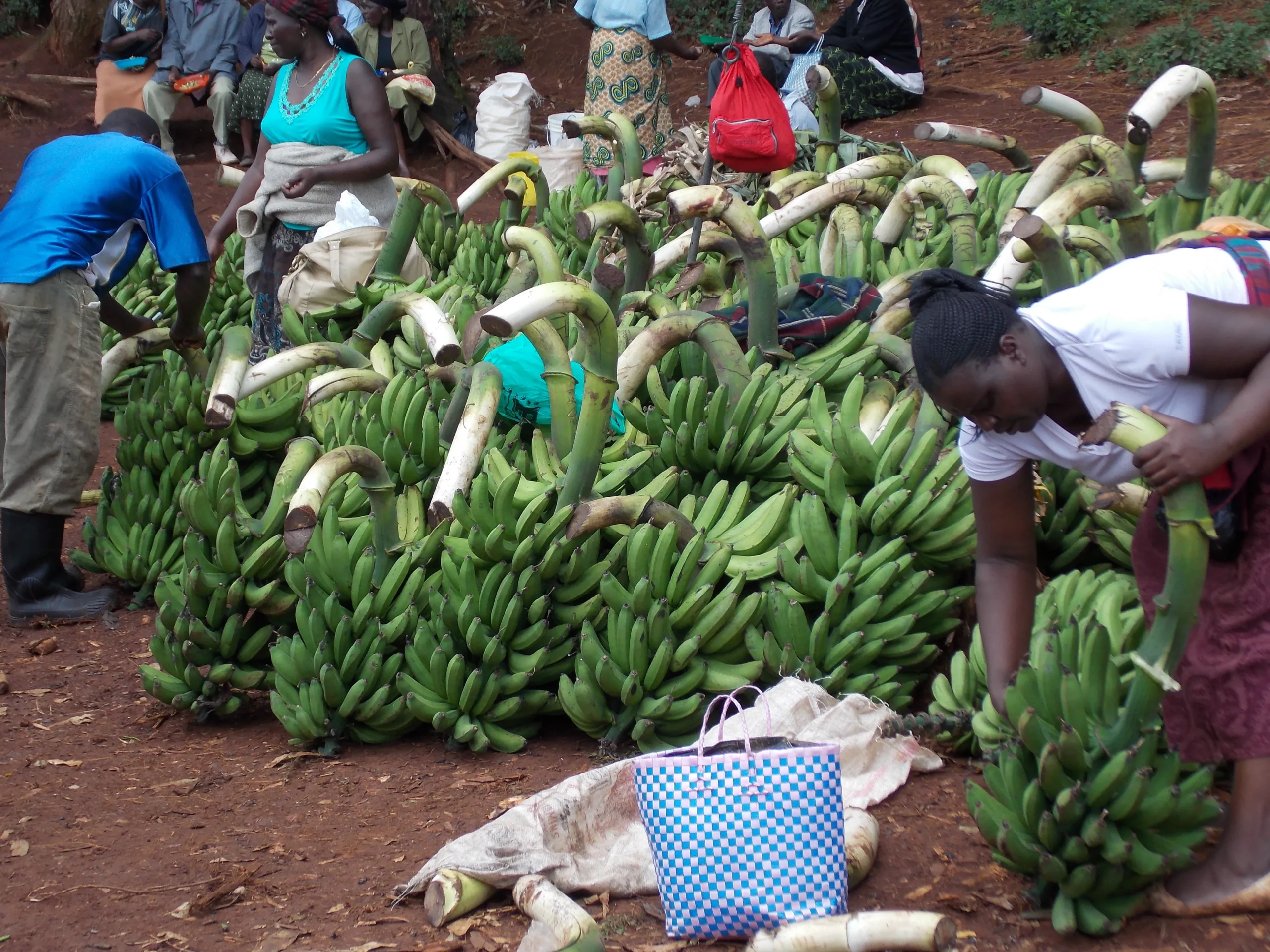 banana farming tips