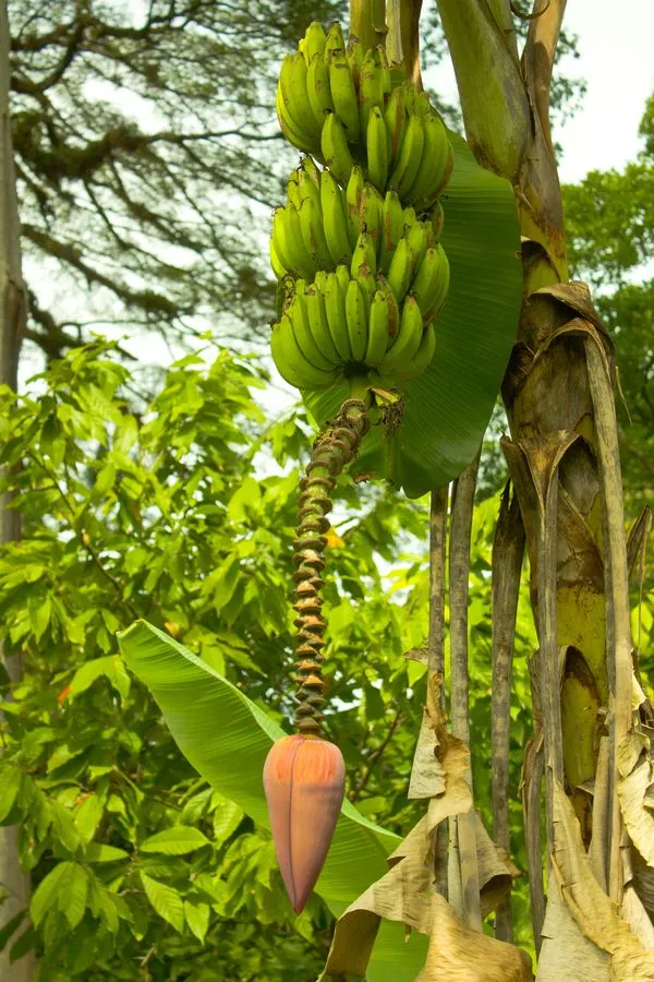 banana or plantain tree