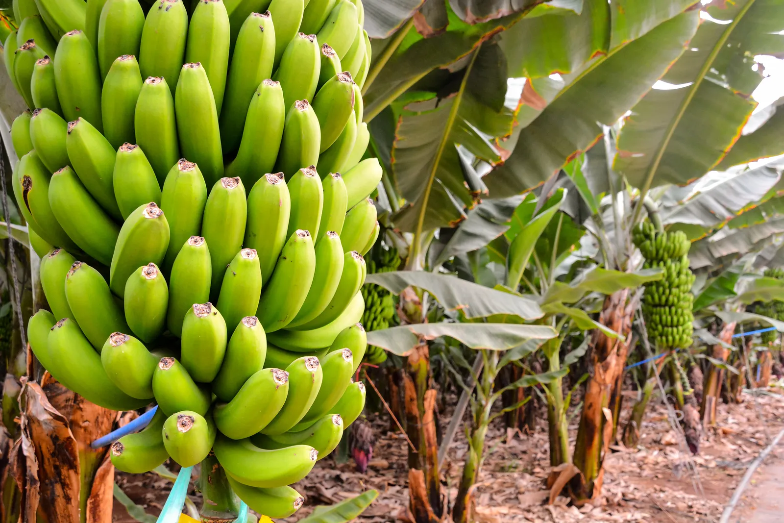 different banana trees