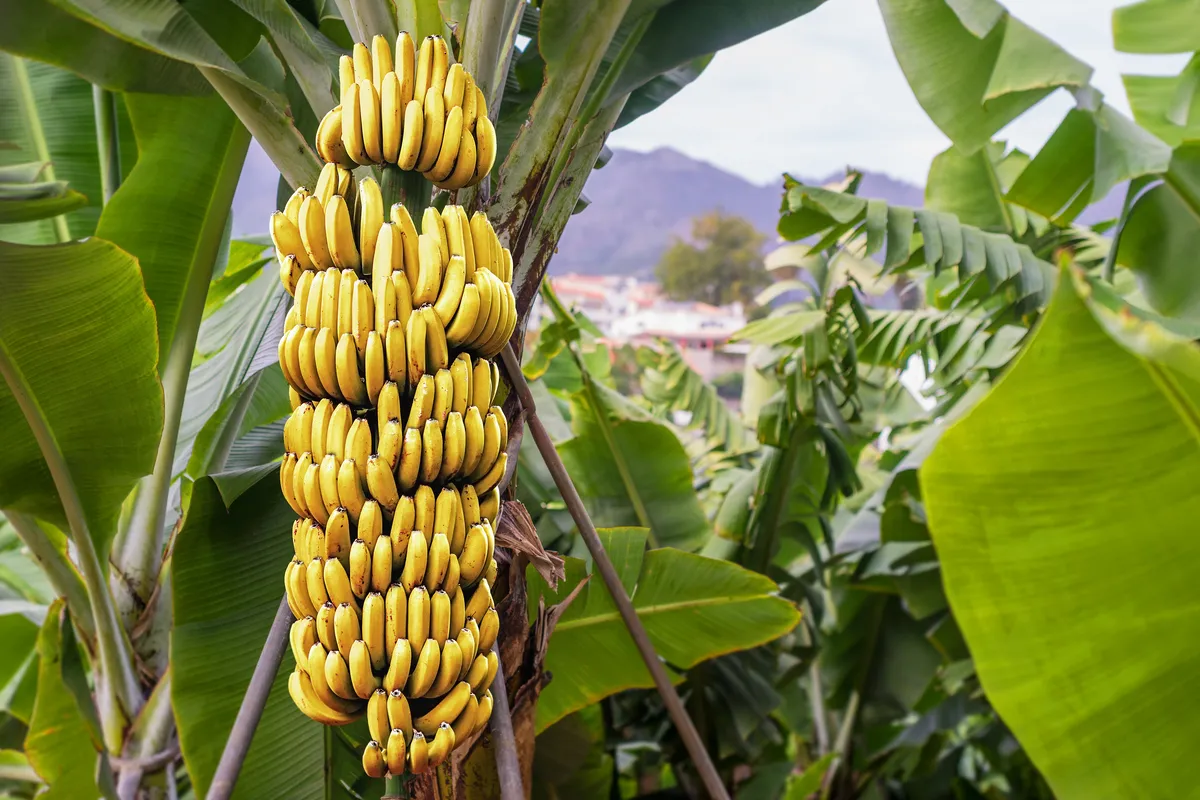 how often do banana trees fruit