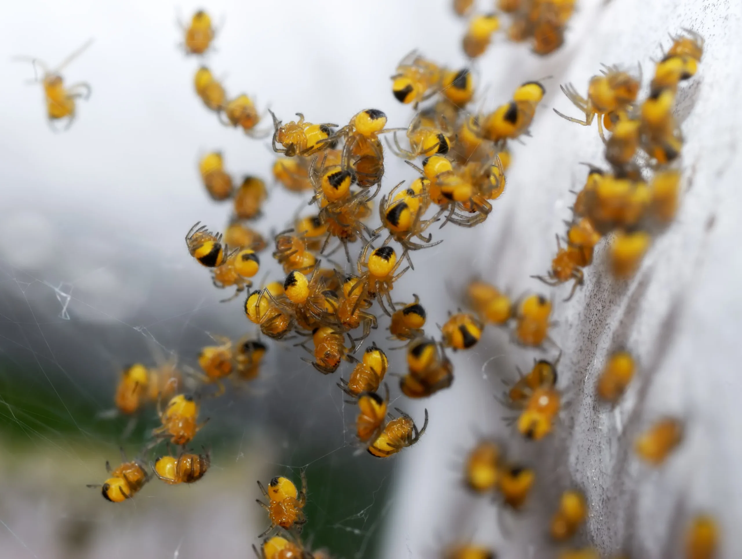 how to check bananas for spiders