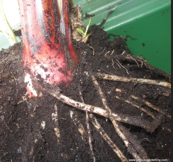 how to fix a broken banana tree