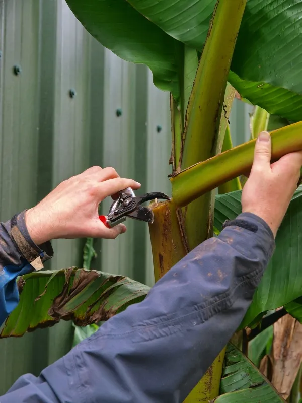 how to remove banana trees