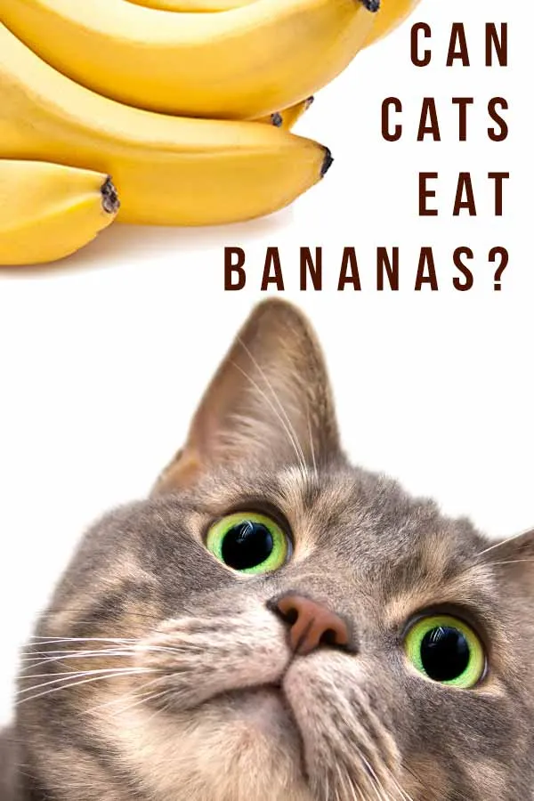 Bananas and Cats: What You Need to Know Before Feeding Your Feline Friend