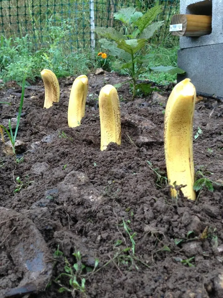 what happens when bananas are planted in the garden