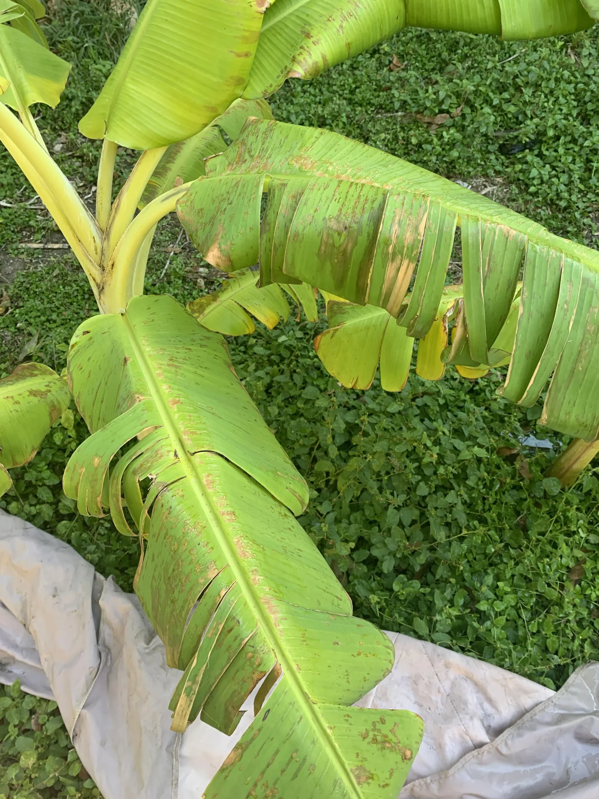 what to do when banana leaves turn brown