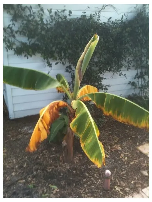 why is my banana tree turning yellow